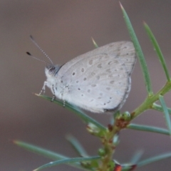 Erina hyacinthina (Varied Dusky-blue) at Moruya, NSW - 3 Aug 2021 by LisaH