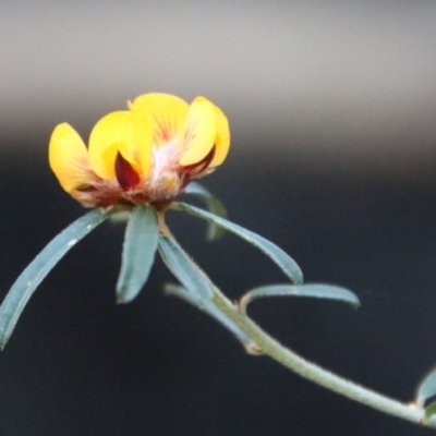 Pultenaea daphnoides (Large-leaf Bush-pea) at Moruya, NSW - 3 Aug 2021 by LisaH