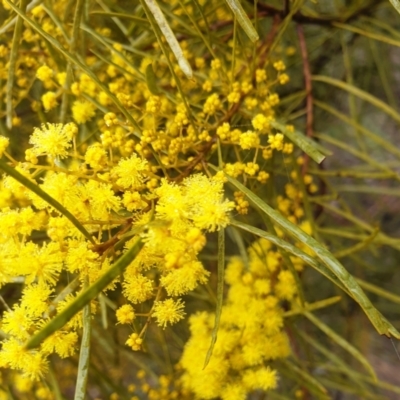 Acacia boormanii (Snowy River Wattle) at Cook, ACT - 2 Aug 2021 by drakes