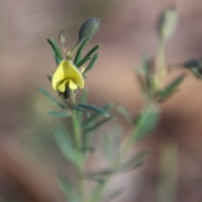 Gompholobium glabratum (Dainty Wedge Pea) at Moruya, NSW - 30 Jul 2021 by LisaH