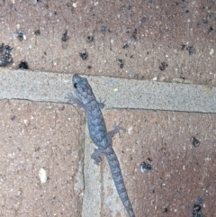 Christinus marmoratus (Southern Marbled Gecko) at Thurgoona, NSW - 31 Jul 2021 by ChrisAllen