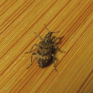 Ethemaia sellata at Conder, ACT - 3 Apr 2021 04:08 PM