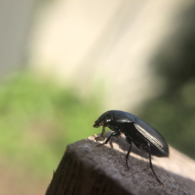 Harpalinae (subfamily) (Harpalinae sp. (subfamily)) at Belconnen, ACT - 5 Aug 2021 by Dora