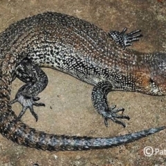 Egernia cunninghami (Cunningham's Skink) at Jenolan, NSW - 9 Apr 2007 by PatrickCampbell