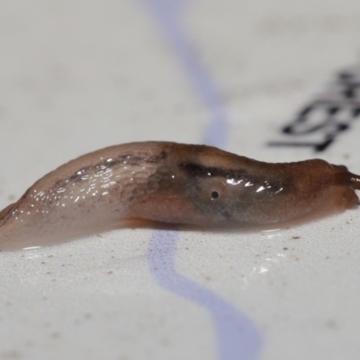 Ambigolimax sp. (valentius and waterstoni) (Striped Field Slug) at Downer, ACT - 1 Aug 2021 by TimL