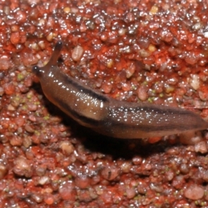 Ambigolimax sp. (valentius and waterstoni) at Downer, ACT - 1 Aug 2021 11:47 AM