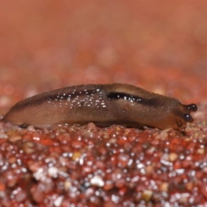 Ambigolimax sp. (valentius and waterstoni) at Downer, ACT - 1 Aug 2021 11:47 AM