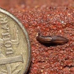 Ambigolimax sp. (valentius and waterstoni) at Downer, ACT - 1 Aug 2021 11:47 AM