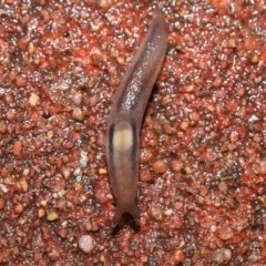 Ambigolimax nyctelia (Striped Field Slug) at ANBG - 5 Aug 2021 by TimL