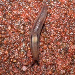 Ambigolimax sp. (valentius and waterstoni) at Downer, ACT - 5 Aug 2021 11:49 AM