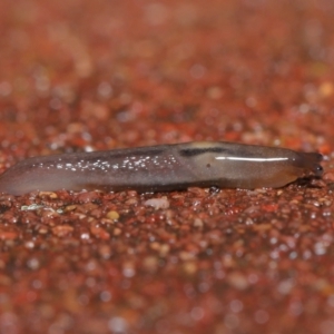 Ambigolimax nyctelia at Downer, ACT - 5 Aug 2021