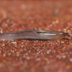 Ambigolimax sp. (valentius and waterstoni) at Downer, ACT - 5 Aug 2021 11:49 AM