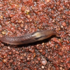 Ambigolimax nyctelia at Downer, ACT - 5 Aug 2021