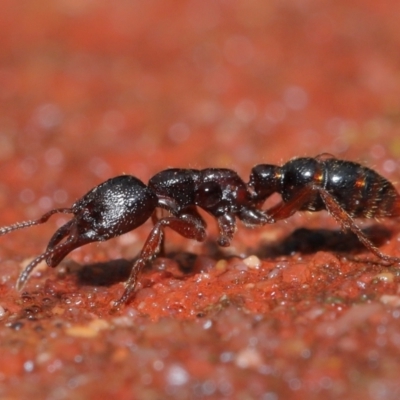Amblyopone australis (Slow Ant) at ANBG - 1 Aug 2021 by TimL