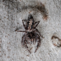 Sandalodes superbus (Ludicra Jumping Spider) at Downer, ACT - 4 Aug 2021 by Roger
