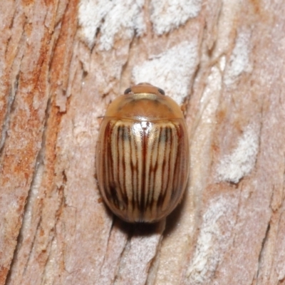 Faex sp. (genus) (Faex Leaf Beetle) at ANBG - 1 Aug 2021 by TimL