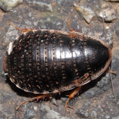 Calolampra sp. (genus) (Bark cockroach) at ANBG - 1 Aug 2021 by TimL
