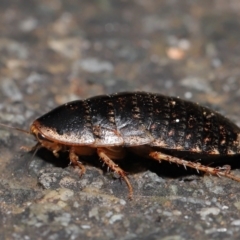 Calolampra sp. (genus) at Acton, ACT - 1 Aug 2021 12:26 PM