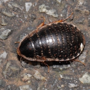 Calolampra sp. (genus) at Acton, ACT - 1 Aug 2021