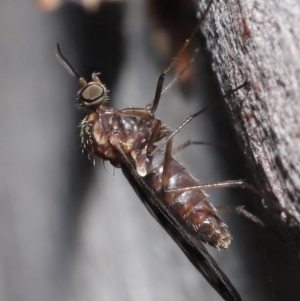 Sylvicola dubius at Downer, ACT - 1 Aug 2021 01:10 PM