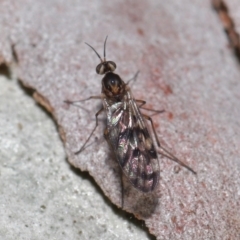 Sylvicola dubius at Downer, ACT - 1 Aug 2021 01:10 PM