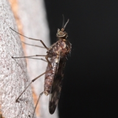 Sylvicola dubius at Downer, ACT - 1 Aug 2021 01:10 PM