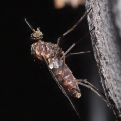 Sylvicola dubius at Downer, ACT - 1 Aug 2021 01:10 PM