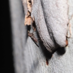 Sylvicola dubius at Downer, ACT - 1 Aug 2021 01:10 PM