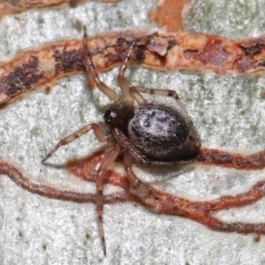 Euryopis sp. (genus) at Downer, ACT - 1 Aug 2021