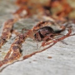 Euryopis sp. (genus) at Downer, ACT - 1 Aug 2021