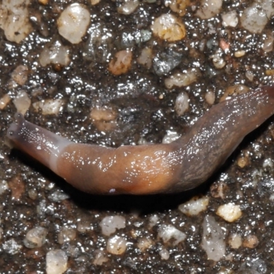 Deroceras laeve (Marsh Slug) at ANBG - 1 Aug 2021 by TimL