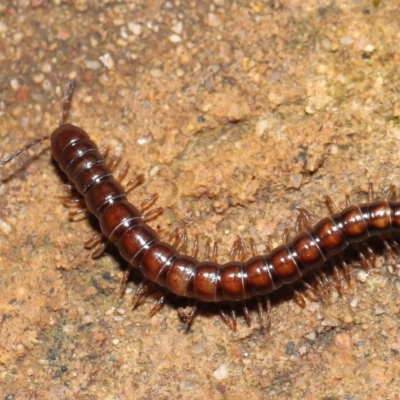 Paradoxosomatidae sp. (family) (Millipede) at ANBG - 1 Aug 2021 by TimL
