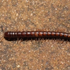 Paradoxosomatidae sp. (family) at Acton, ACT - 1 Aug 2021