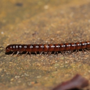 Paradoxosomatidae sp. (family) at Acton, ACT - 1 Aug 2021