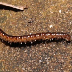 Paradoxosomatidae sp. (family) at Acton, ACT - 1 Aug 2021