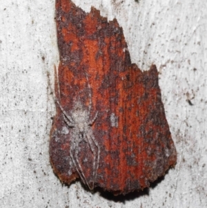 Tamopsis sp. (genus) at Downer, ACT - 1 Aug 2021