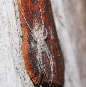 Tamopsis sp. (genus) at Downer, ACT - 1 Aug 2021 12:56 PM