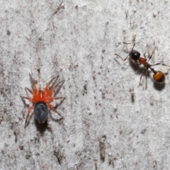 Nicodamidae (family) (Red and Black Spider) at Downer, ACT - 5 Aug 2021 by TimL