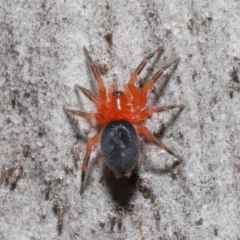 Nicodamidae (family) at Downer, ACT - 5 Aug 2021 01:05 PM