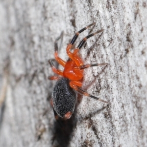 Nicodamidae (family) at Downer, ACT - 5 Aug 2021 01:05 PM