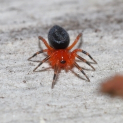 Nicodamidae (family) at Downer, ACT - 5 Aug 2021 01:05 PM