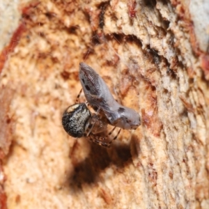 Cryptachaea veruculata at Acton, ACT - 1 Aug 2021