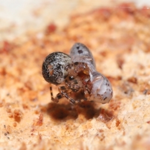 Cryptachaea veruculata at Acton, ACT - 1 Aug 2021