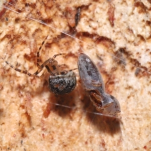 Cryptachaea veruculata at Acton, ACT - 1 Aug 2021