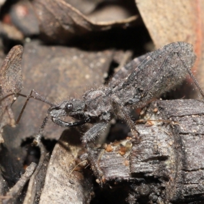Coranus sp. (genus) (Assassin bug) at ANBG - 30 Jul 2021 by TimL
