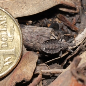 Coranus sp. (genus) at Downer, ACT - 30 Jul 2021