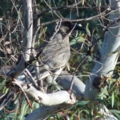 Strepera versicolor (Grey Currawong) at Boro, NSW - 2 Aug 2021 by Paul4K