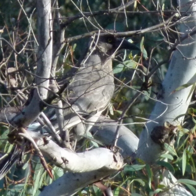 Strepera versicolor (Grey Currawong) at Boro, NSW - 2 Aug 2021 by Paul4K