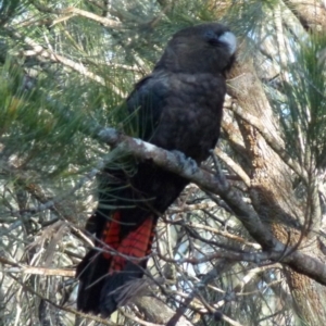 Calyptorhynchus lathami lathami at Borough, NSW - suppressed