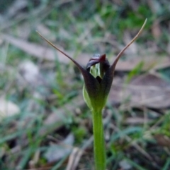 Pterostylis pedunculata (Maroonhood) at Boro - 3 Aug 2021 by Paul4K